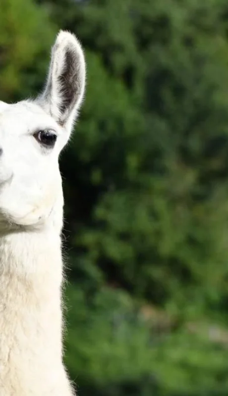 llama-attack