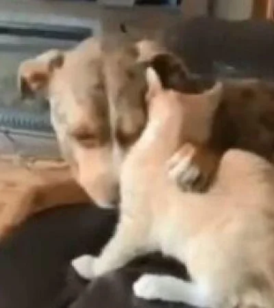 perro