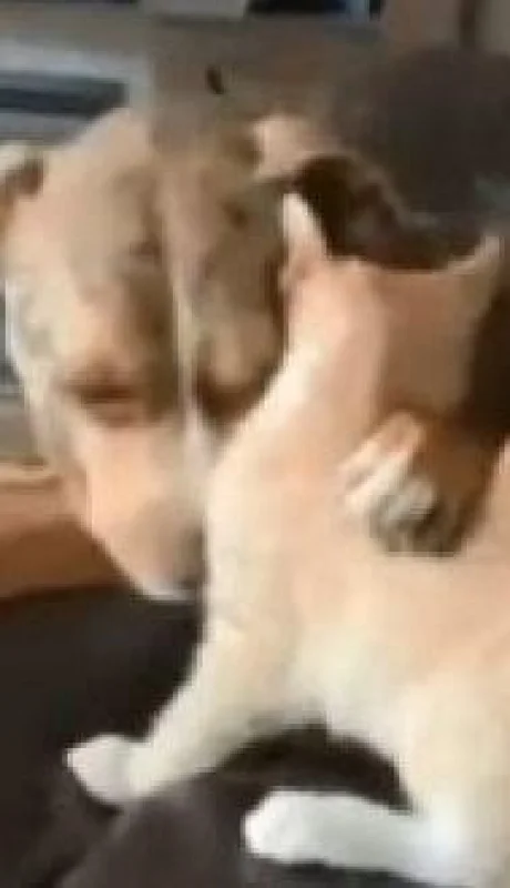 perro