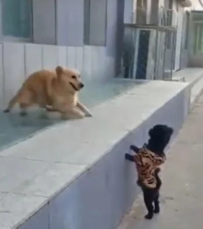 perro-beso-video-viral-youtube