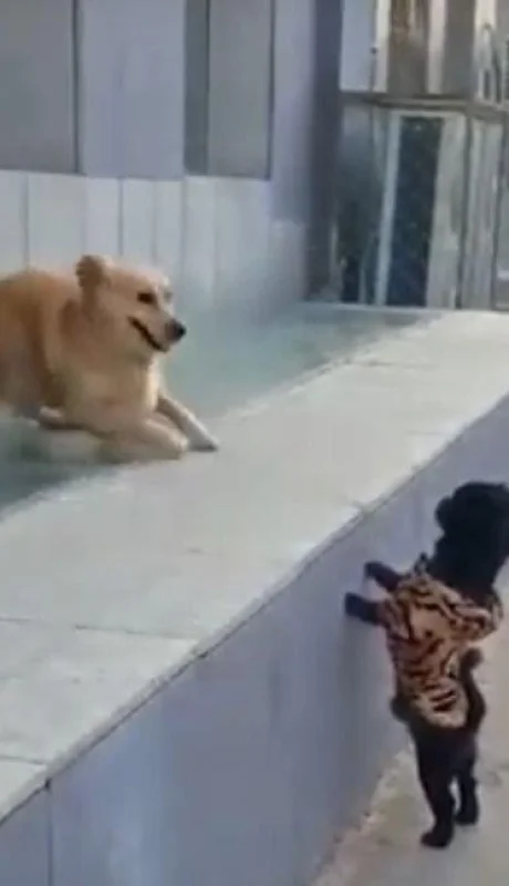 perro-beso-video-viral-youtube