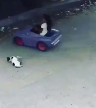 nena-gato