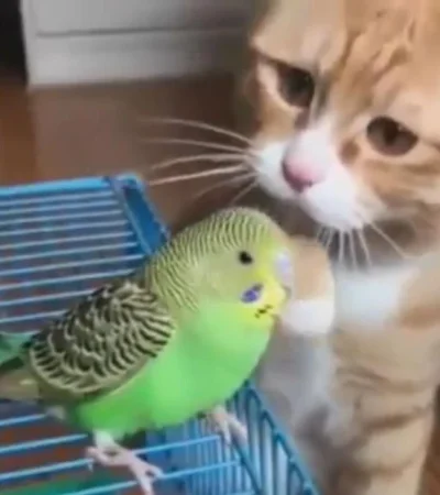 gato-video-canario-viral-foto-masaje-facebook-pájaro