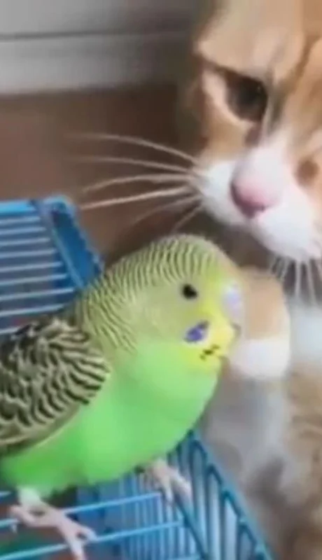gato-video-canario-viral-foto-masaje-facebook-pájaro