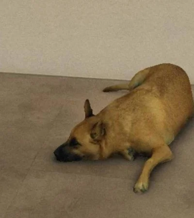 perro1