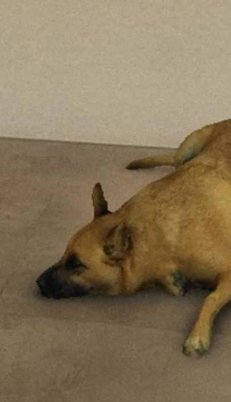 perro1