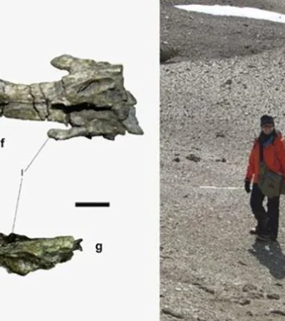 pinguino-gigante-antártida-fotos-video-huesos