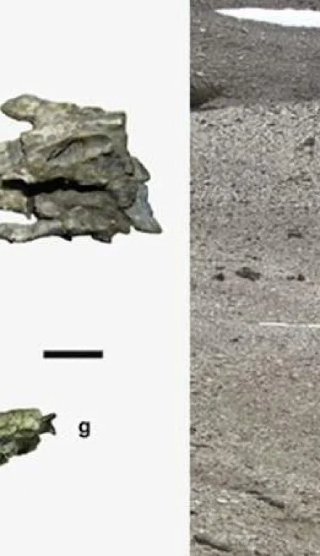 pinguino-gigante-antártida-fotos-video-huesos