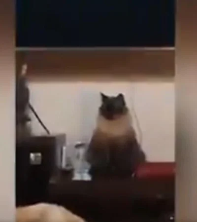 gato-alarma-viral-video-brasil-despertador