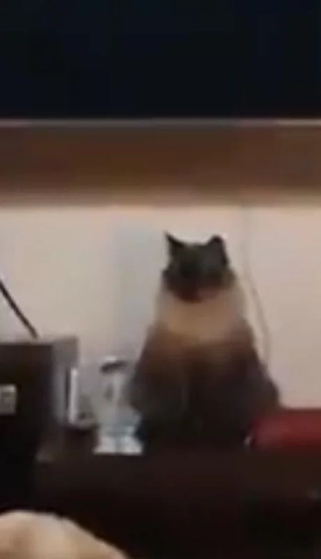 gato-alarma-viral-video-brasil-despertador