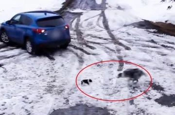 Un perro héroe salvó a un chihuahua de ser atropellado