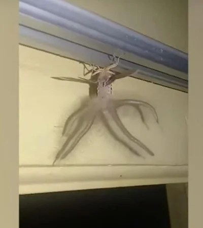 polilla-pared-video-foto-monstruo-viral-bicho