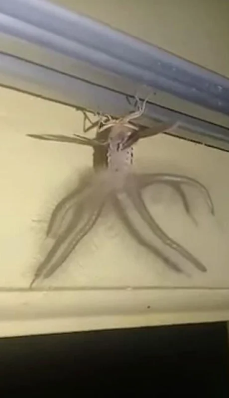 polilla-pared-video-foto-monstruo-viral-bicho