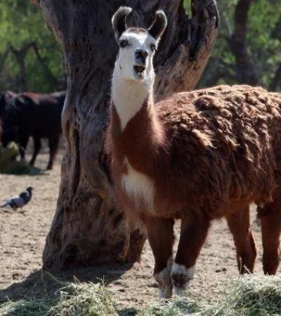 Ecoparque-animales-Mendoza