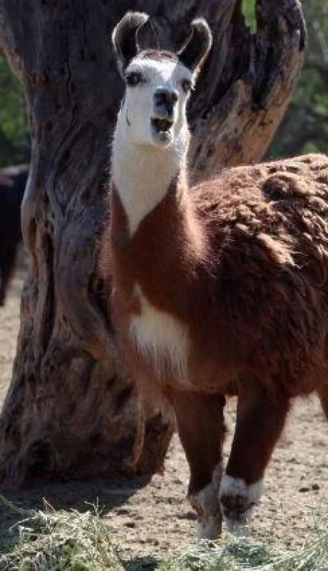 Ecoparque-animales-Mendoza