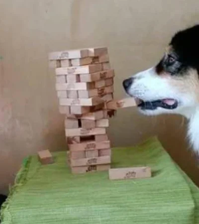 perro-jenga