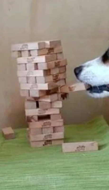 perro-jenga