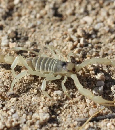 alacán-bicho-salud-niño-picadura-fotos
