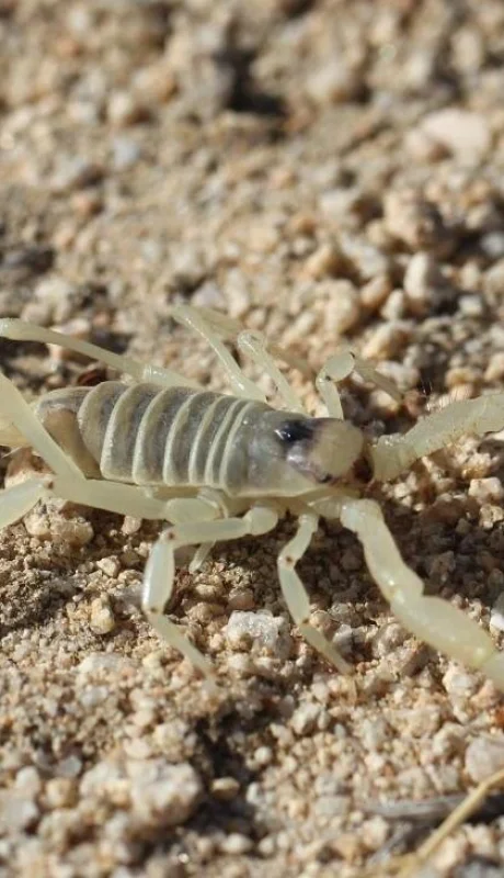 alacán-bicho-salud-niño-picadura-fotos