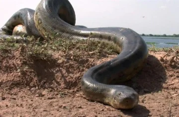 Alerta en el Litoral argentino por aparición de anacondas