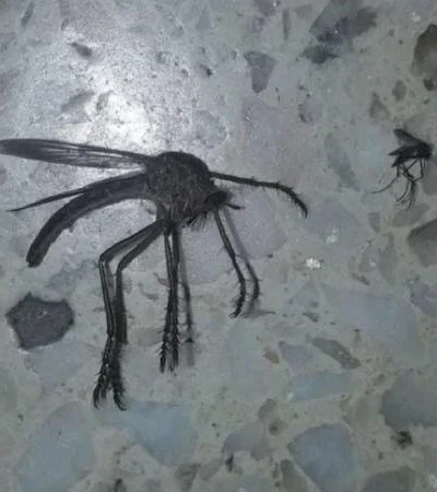 mosquito-gigante-foto-bicho-viral-66