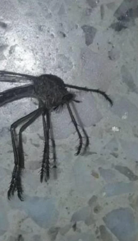 mosquito-gigante-foto-bicho-viral-66
