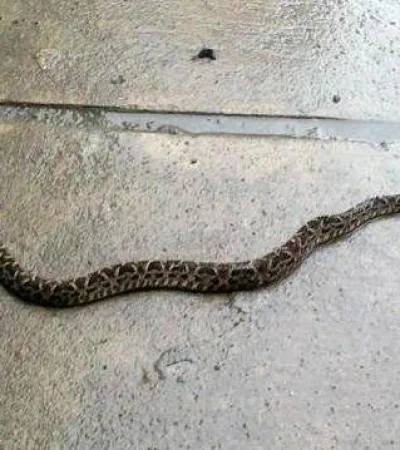 vibora-furlotti-mapi-mendoza-vivienda-casa-temor