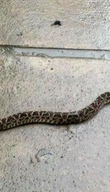 vibora-furlotti-mapi-mendoza-vivienda-casa-temor