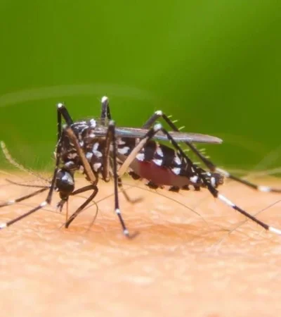 dengue-argentina-fotos-casos-verano-2020