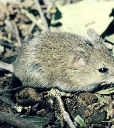 Fiebre-hemoorrágica-Argentina