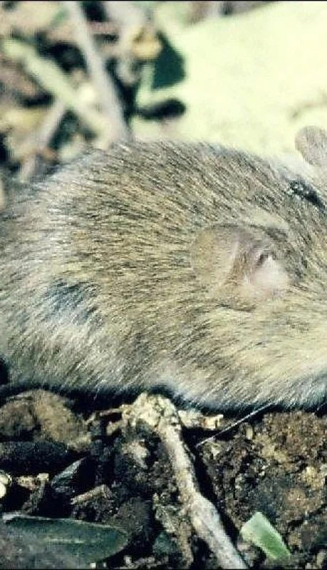 Fiebre-hemoorrágica-Argentina