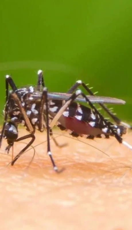 dengue-argentina-fotos-casos-verano-2020