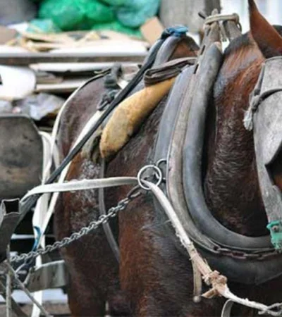 traccion-a-sangre-animal