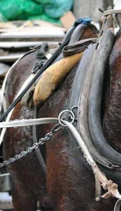 traccion-a-sangre-animal