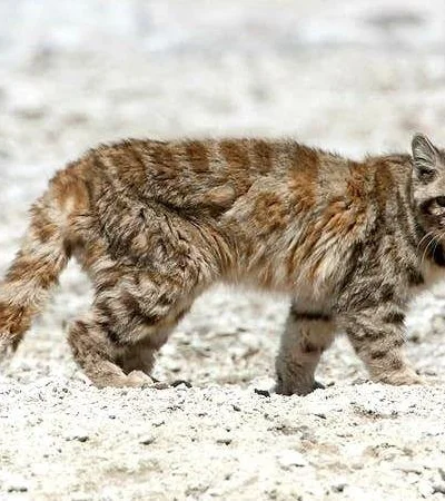 gato-andino-mendoza-villavicencio-1