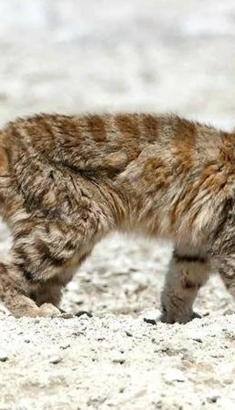 gato-andino-mendoza-villavicencio-1