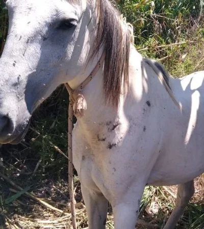 policiales-robo-caballos-mendoza-