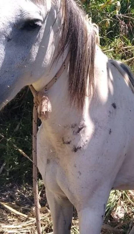 policiales-robo-caballos-mendoza-