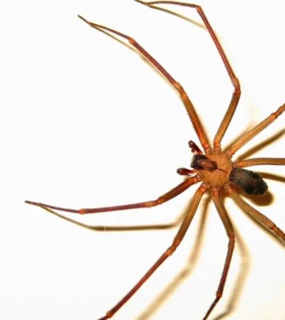 araña-rinconera-violinista-nena-picadura-casos-mendoza