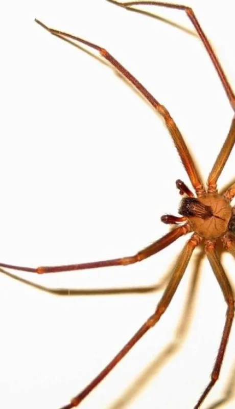 araña-rinconera-violinista-nena-picadura-casos-mendoza