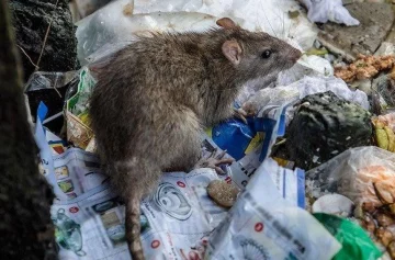 ¿Qué es el hantavirus? Síntomas y formas de prevenirlo