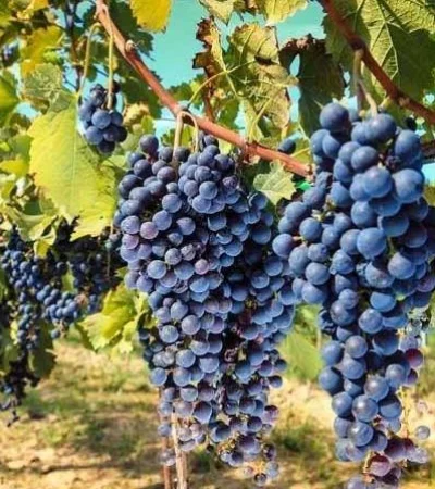 Maipú-Luján-de-Cuyo-Mendoza