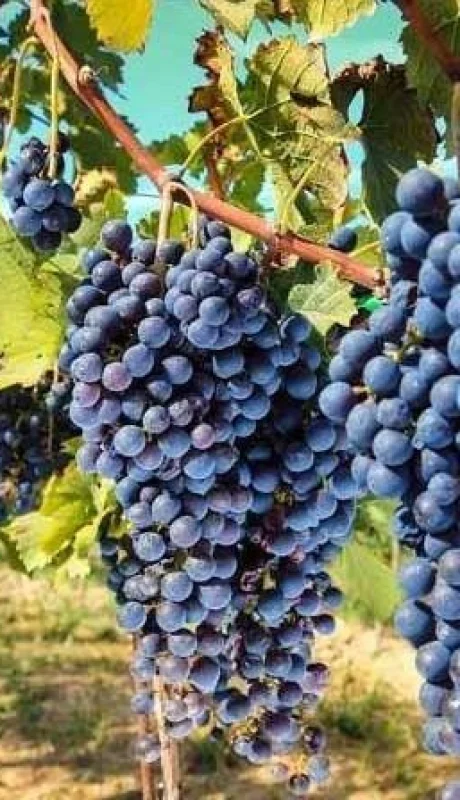 Maipú-Luján-de-Cuyo-Mendoza