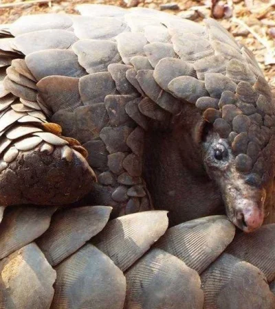 Coronavirus-pangolin