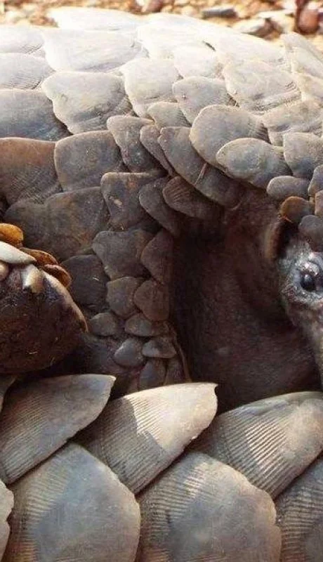 Coronavirus-pangolin