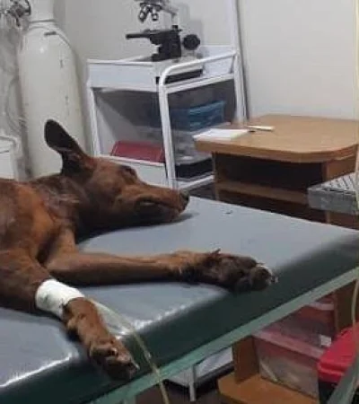 87545789_1641217516017594_877268944476438528_n