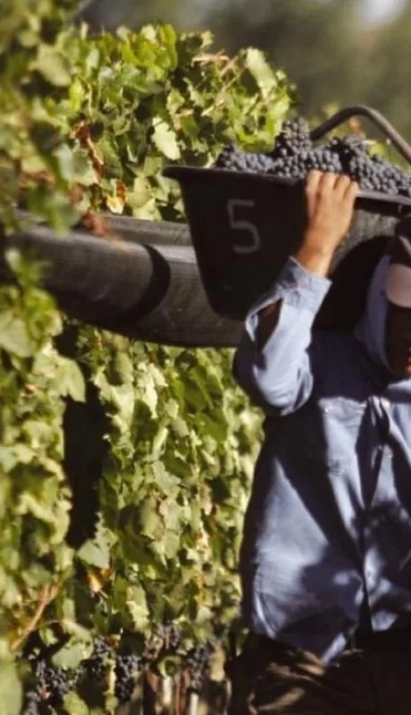 vino-productor-mendoza