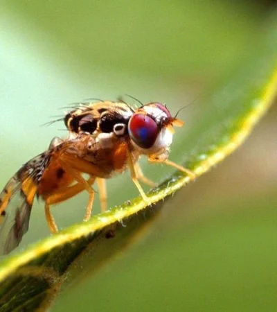 mosca-del-mediterráneo