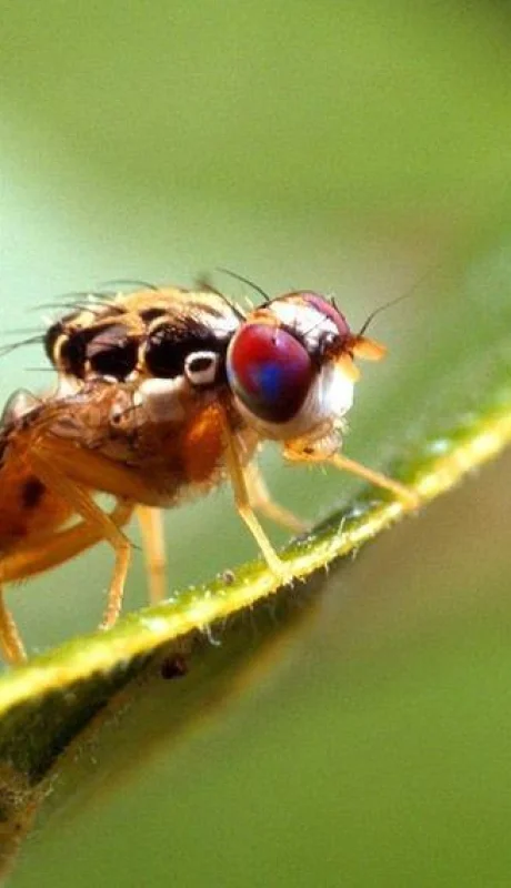 mosca-del-mediterráneo