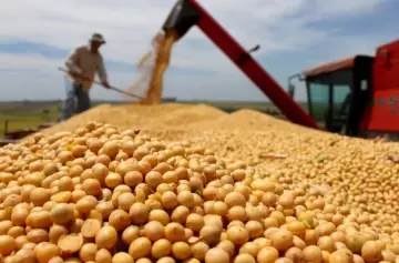 Baja la soja: dejarían de ingresar US$ 7.700 millones al Banco Central